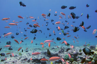 Reef fish swim above the coral on the reef in Papahānaumokuākea Marine National Monument. Credit: Karen Bryan/HIMB/NOAA
