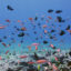 Reef fish swim above the coral on the reef in Papahānaumokuākea Marine National Monument. Credit: Karen Bryan/HIMB/NOAA