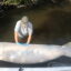 The vast majority of manatee deaths have been in the Indian River Lagoon, a biological diverse east coast estuary that has been plagued with water quality problems and widespread seagrass losses. Photo Courtesy of The Florida Fish and Wildlife Conservation Commission