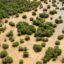 Costal mangrove forests in Everglades National Park. Credit: Federico Acevedo/National Park Service