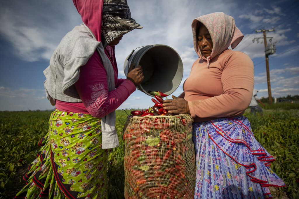 Agricultural workers pick jalapeño peppers in San Francisco de Conchos, Chihuahua in August 2023. Many farm workers in the Delicias region are Rarámuri from the Sierra Tarahumara. 