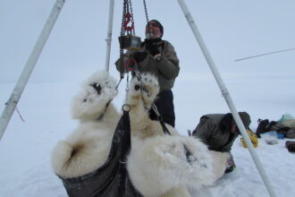 USGS biologist Todd Atwood weighs a polar bear on the southern Beaufort Sea. Climate change has caused the ice to become too thin in recent years to safely allow for this kind of polar bear examinations. Photo Courtesy of Todd Atwood