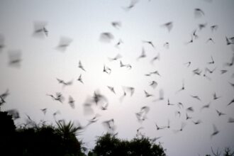 Bats outside Carlsbad Caverns in New Mexico. Credit: Claudio Beduschi/REDA&CO/Universal Images Group via Getty Images