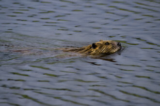 A beavers swims in Denali National Park in Alaska. Credit: Wolfgang Kaehler/LightRocket via Getty Images