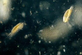 A species of zooplankton called Calanus finmarchicus floats in a sample jar in a laboratory at the Gulf of Maine Research Institute on Sept. 2, 2015. Credit: Gregory Rec/Portland Portland Press Herald via Getty Images)