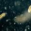 A species of zooplankton called Calanus finmarchicus floats in a sample jar in a laboratory at the Gulf of Maine Research Institute on Sept. 2, 2015. Credit: Gregory Rec/Portland Portland Press Herald via Getty Images)