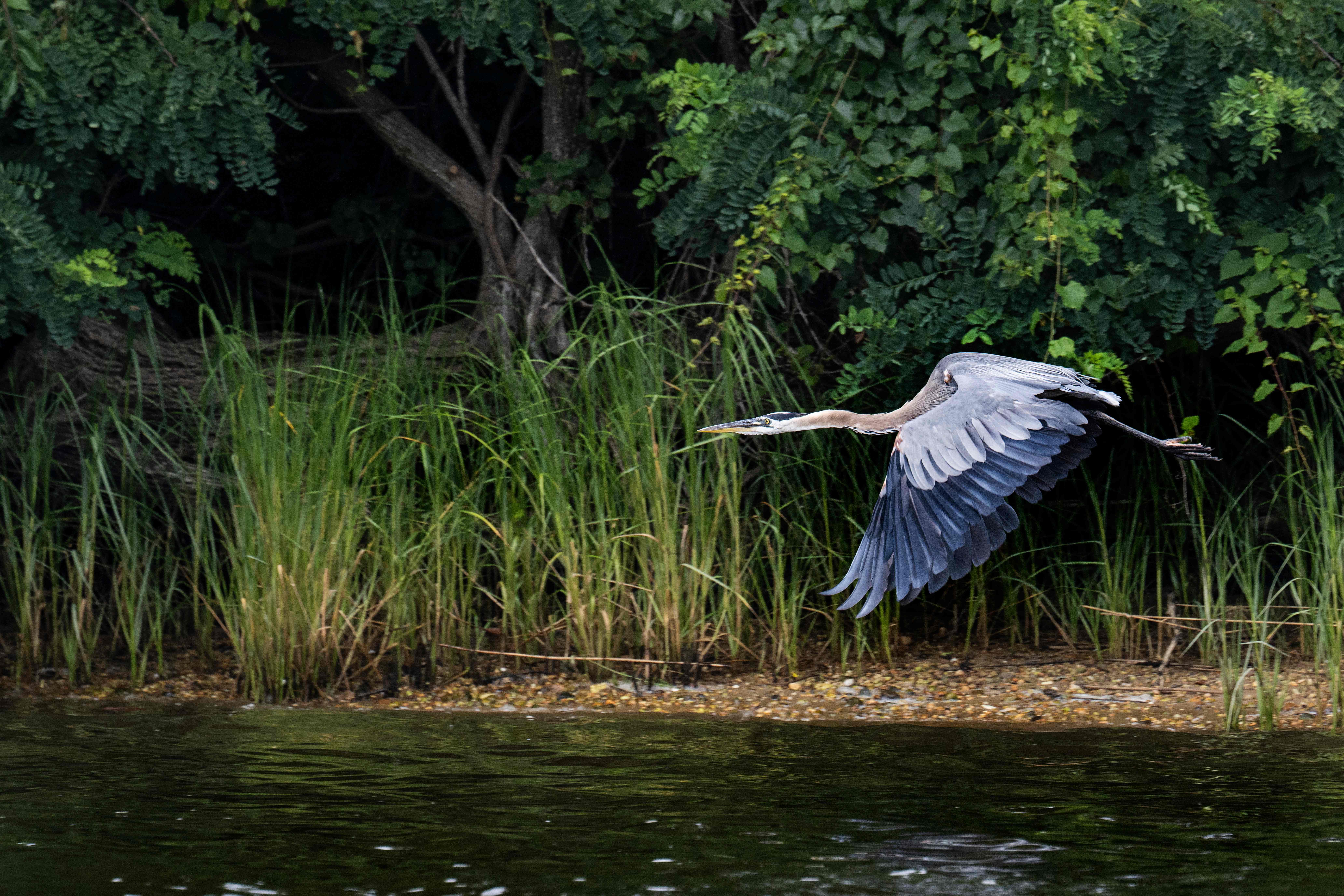 A Blue Heron takes off in July on the Corsica River, a tributary of the Chesapeake Bay, near Centreville, Maryland. Credit: Jim WATSON/AFP via Getty Images.