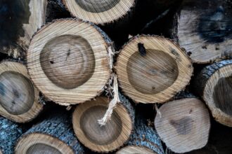 Recently cut timber in a forest near Daniel Boone National Forest. Credit: Jared Hamilton