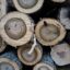 Recently cut timber in a forest near Daniel Boone National Forest. Credit: Jared Hamilton