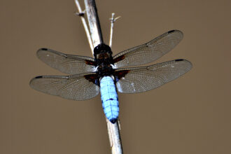 A dragonfly on a branch at Lake Asboga in the Sarikamis district of Kars, Turkey, in August 2023. Credit: Huseyin Demirci/Anadolu Agency via Getty Images.