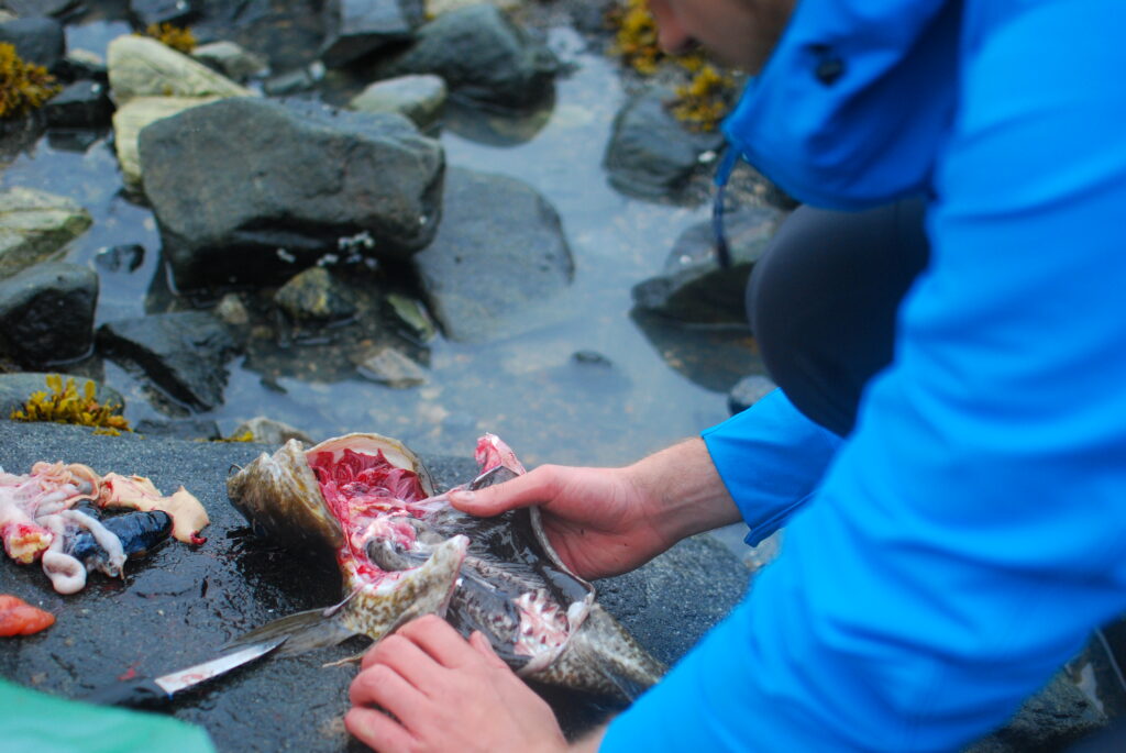 A recently caught cod is prepared in Nuuk on Sept. 4, 2022, at a fishing spot near the new international airport, which is under construction, with plans to open in 2024. Credit: Natasha Jessen-Petersen