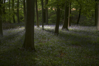 Bluebells bloom in a wood in the Cheshire countryside on April 24, 2015 in Knutsford, England. Credit: Christopher Furlong/Getty Images