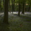 Bluebells bloom in a wood in the Cheshire countryside on April 24, 2015 in Knutsford, England. Credit: Christopher Furlong/Getty Images