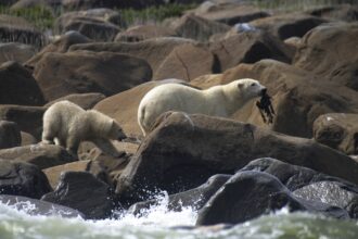 A female polar bear grabs some seaweed to feed her cub and herself along the shoreline of the Hudson Bay near Churchill on August 5, 2022. Credit: Olivier Morin / AFP via Getty Images)