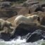 A female polar bear grabs some seaweed to feed her cub and herself along the shoreline of the Hudson Bay near Churchill on August 5, 2022. Credit: Olivier Morin / AFP via Getty Images)