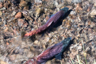 Two Kokanee salmon spawning in a small stream. Credit: Jon G. Fuller/VW Pics /Universal Images Group via Getty Images