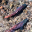 Two Kokanee salmon spawning in a small stream. Credit: Jon G. Fuller/VW Pics /Universal Images Group via Getty Images