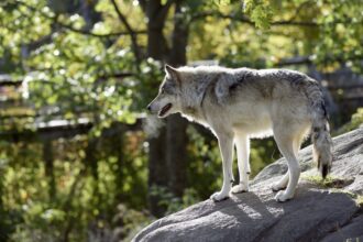 Before European colonization of North America there were as many as 2 million gray wolves across North America, but populations have drastically declined. Wolves have been dispersing from Yellowstone National Park since their reintroduction there in the 1990s and biologists estimate that there are now around 7,000 wolves in the lower 48 states. Credit: Bert de Tilly, Wikimedia Commons, Fair Use.