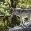 Before European colonization of North America there were as many as 2 million gray wolves across North America, but populations have drastically declined. Wolves have been dispersing from Yellowstone National Park since their reintroduction there in the 1990s and biologists estimate that there are now around 7,000 wolves in the lower 48 states. Credit: Bert de Tilly, Wikimedia Commons, Fair Use.
