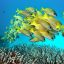Great Barrier Reef. Credit: Rick Loomis/Los Angeles Times via Getty Images