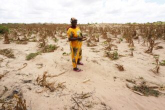 Villager Caroline is seen in a withered maize crops field in Kidemu in Kilifi County, Kenya, March 23, 2022. Scattered on the five-acre farm in Bandari village, Kidemu sub-location in Kenya's coastal Kilifi County, were withered maize crops. Adam Ndamunga, an officer with Kenya National Drought Management Authority NDMA in Kilifi, said the drought situation in the region started in August 2021 and has been progressing due to inadequate rains. The United Nations relief agency said the Horn of Africa is experiencing one of its worst droughts in recent history, with more than 13 million people severely food insecure in Ethiopia, Kenya and Somalia. Credit: Dong Jianghui/Xinhua via Getty Images