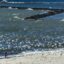 Girl scares seagulls to flight on Lake Erie in Ohio. Credit: John Greim/Loop Images/Universal Images Group via Getty Images