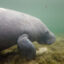 A manatee swims in the Homosassa River on Oct. 5, 2021 in Homosassa, Florida. Credit: Joe Raedle/Getty Images