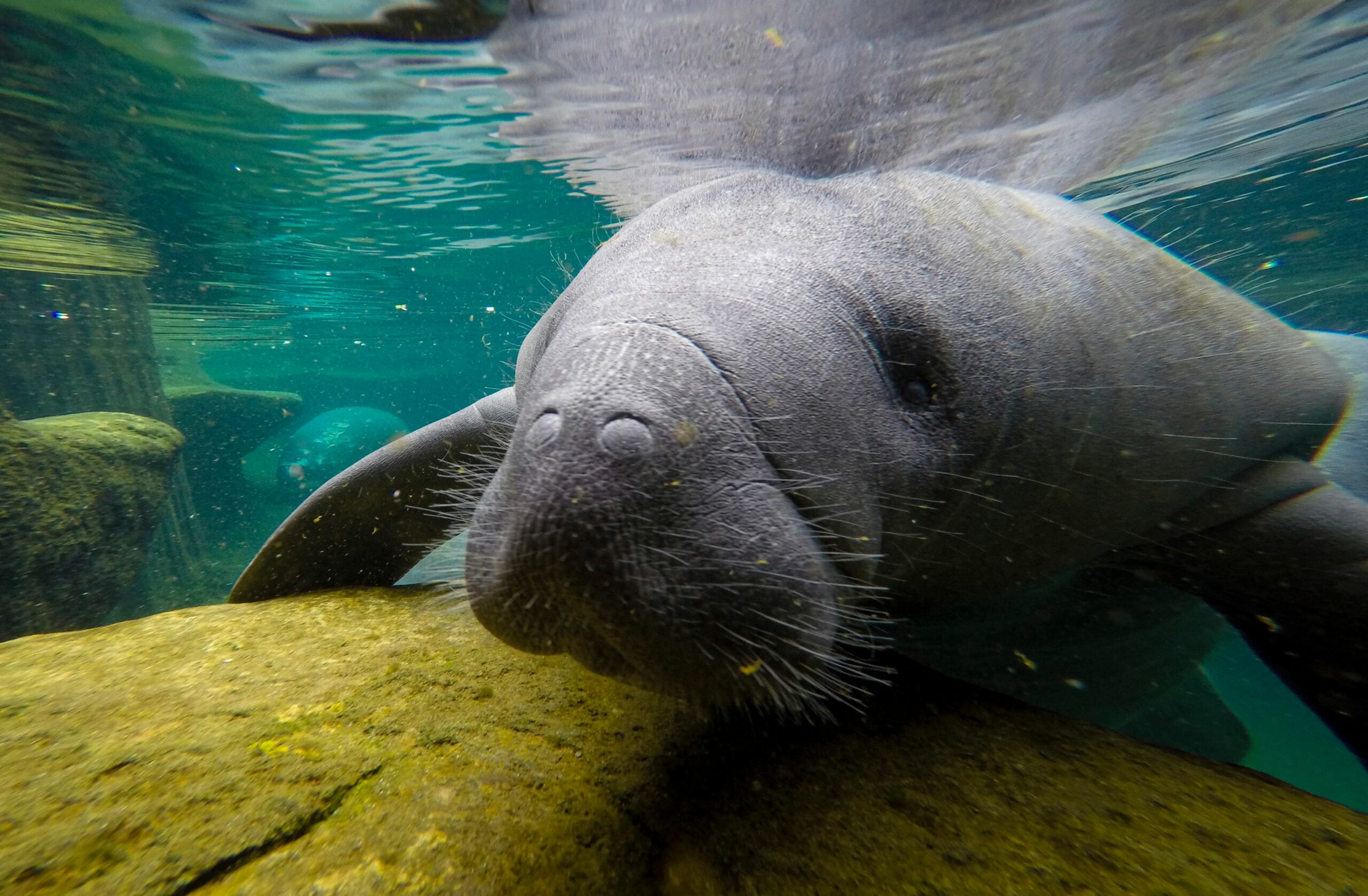 A manatee swims in a recovery pool at the David A. Straz Jr. Manatee Critical Care Center in ZooTampa at Lowry Park in Tampa, Florida, on January 19, 2021. Red tides caused by human use of fertilizers, loss of food in their natural habitat and collision with boats are the main causes of manatee deaths. Credit: Eva Marie Uzcategui/AFP via Getty Images.