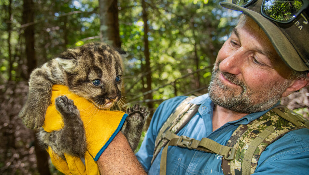 Elbroch, co-director of the Olympic Cougar Project, looks over a cougar kitten moments after pulling her out of her den.