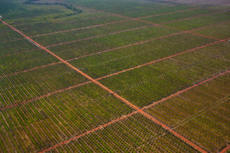 An aerial View of vast plantations of palm trees for the production palm oil in Banjarmasin, Kalimantan, Indonesia. Credit: EyesWideOpen/Getty Images