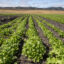 Cilantro grows on farmland near San Luis Obispo Regional Airport in California that has been irrigated with well water contaminated with high levels of PFAS chemicals from firefighting foam that for years was used in training exercises at the airport in August. Credit: Brian van der Brug / Los Angeles Times via Getty Images