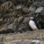 Atlantic puffin, Spitsbergen, Svalbard Islands, Norway. Credit: Sergio Pitamitz/VWPics/Universal Images Group via Getty Images.