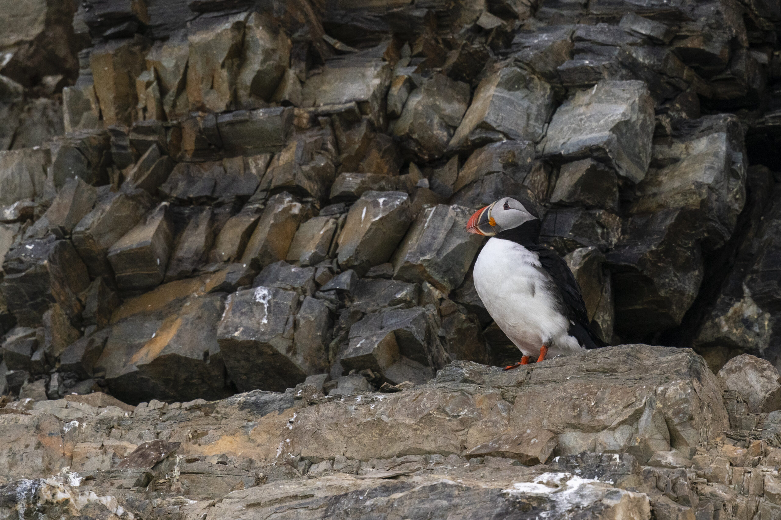 Atlantic puffin, Spitsbergen, Svalbard Islands, Norway. Credit: Sergio Pitamitz/VWPics/Universal Images Group via Getty Images.