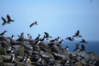 Puffins return to their summer breeding grounds on the Farne Islands on May 16, 2013 in Farne, England. Credit: Jeff J Mitchell/Getty Images