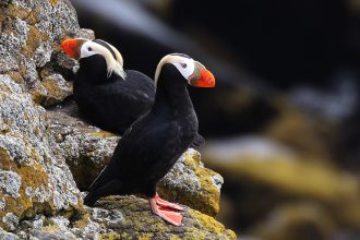 Tufted puffins on St Paul Island in the Bering Sea off the Alaska coast. Credit: Isaac Sanchez/CC-BY-2.0