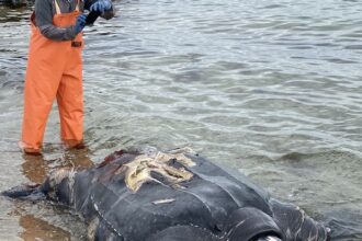 Karen Dourdeville photographs a mature female leatherback turtle stranded on Falmouth Beach on Nantucket Sound after being struck by a vessel. Credit: Mass Audubon/Provincetown Independent.