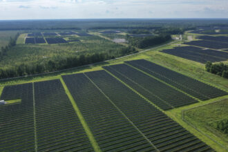 The Amazon Fort Powhatan Solar Farm in Disputanta, Virginia on August 19, 2022. Credit: Drew Angerer/Getty Images