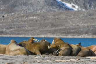 Walruses resting on a beach in northwest Svalbard. Credit: Wolfgang Kaehler/LightRocket via Getty Images