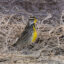 The Western Meadowlark, state bird of North Dakota, was studied during research on the prevalence of grassland birds in fields of corn and soy beans in North Dakota used for biofuels. Credit: Jon G. Fuller / VWPics/Universal Images Group via Getty Images.